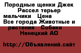 Породные щенки Джек Рассел терьер-мальчики › Цена ­ 40 000 - Все города Животные и растения » Собаки   . Ненецкий АО